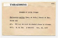 Philonotis mollis (Dozy et Molk.) Mitt. Collection Image, Figure 3, Total 20 Figures